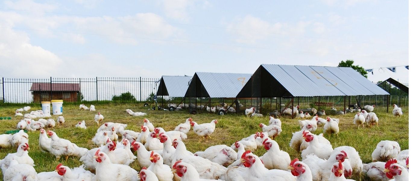 Ποιότητα Σχηματισμένα χηλική ένωση μεταλλεύματα ιχνών Εργοστάσιο