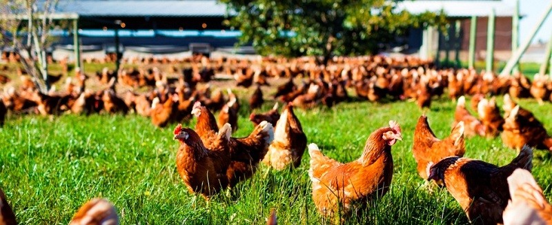Ποιότητα Λειτουργικά μεταλλεύματα Υπηρεσία