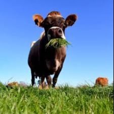 Anti Caking Sulfate Salts FeSO4.H2O Cream Powder  Good Fluidity