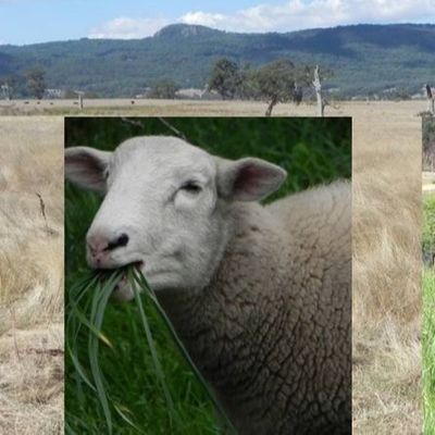 Organic Trace Element Glycinate Copper Chelate Blue Powder For Feed Additives Gly≥26% Cu2+≥23%  Gly≥17% Cu2+≥15%