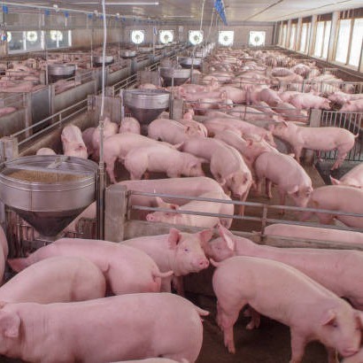 Feed Grade Animal Health Care Product 0.1% Pig Compound Premix Feed S101